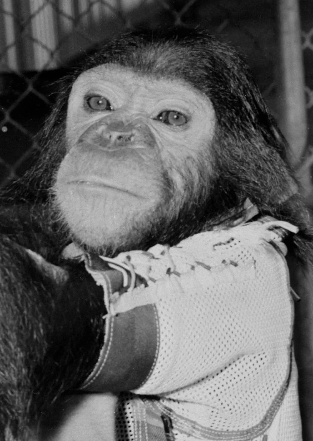 Enos (chimpanzee)