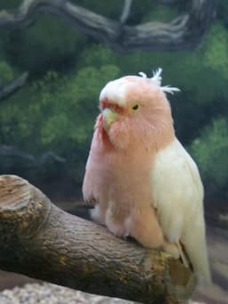 Cookie (cockatoo)