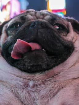 Doug the Pug