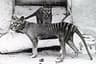 Thylacine