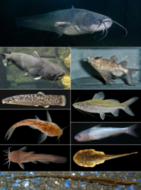 Catfish
