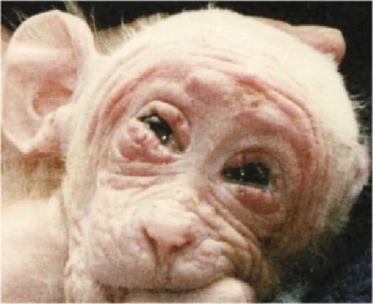 University of California, Riverside 1985 laboratory raid